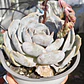 Echeveria Moondust - Miniatura 3