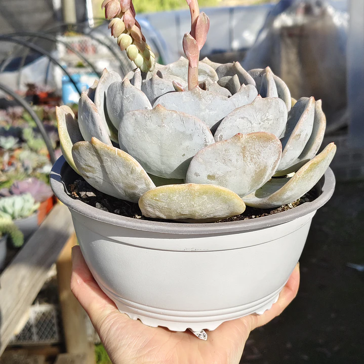 Echeveria Moondust 4