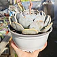 Echeveria Moondust - Miniatura 4