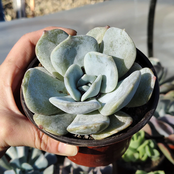 Echeveria Moondust 5