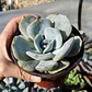 Echeveria Moondust - Miniatura 5