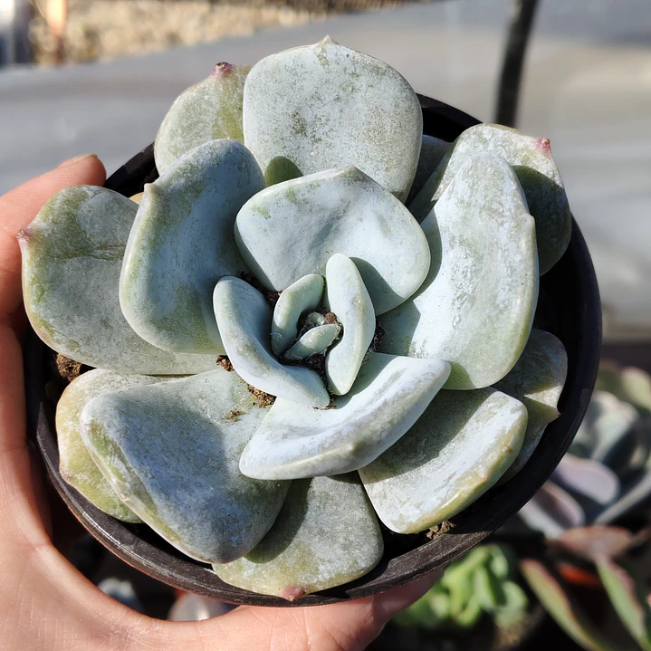 Echeveria Moondust 6
