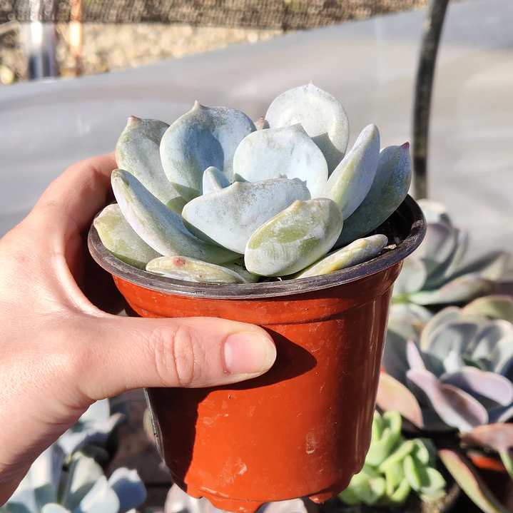Echeveria Moondust 7