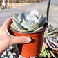 Echeveria Moondust - Miniatura 7