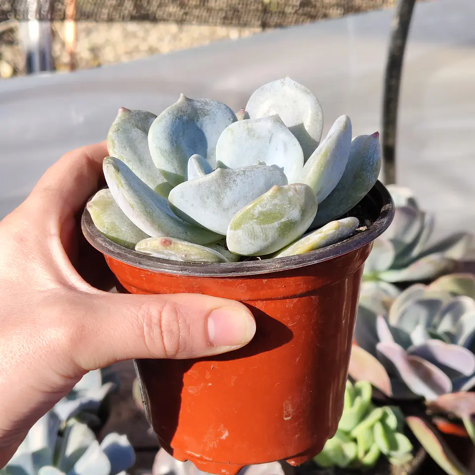 Echeveria Moondust 7