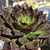 Echeveria Black Prince 