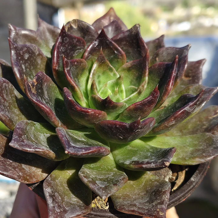 Echeveria Black Prince  1