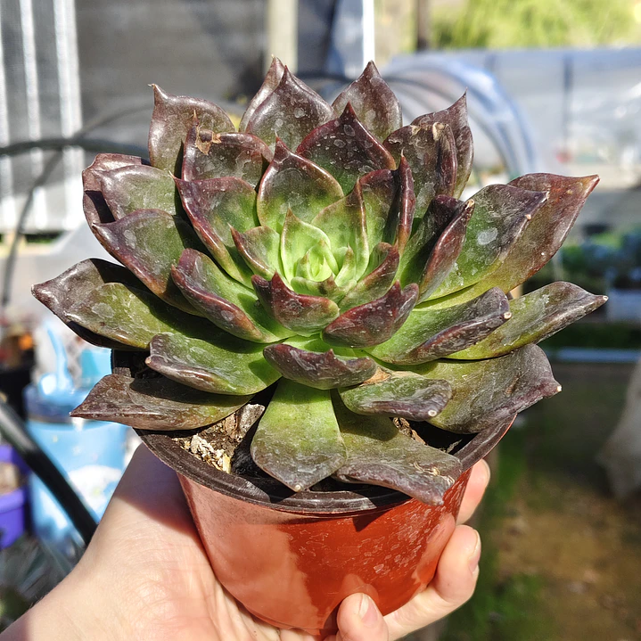 Echeveria Black Prince  3
