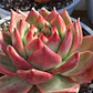 Echeveria Scarlet - Miniatura 4