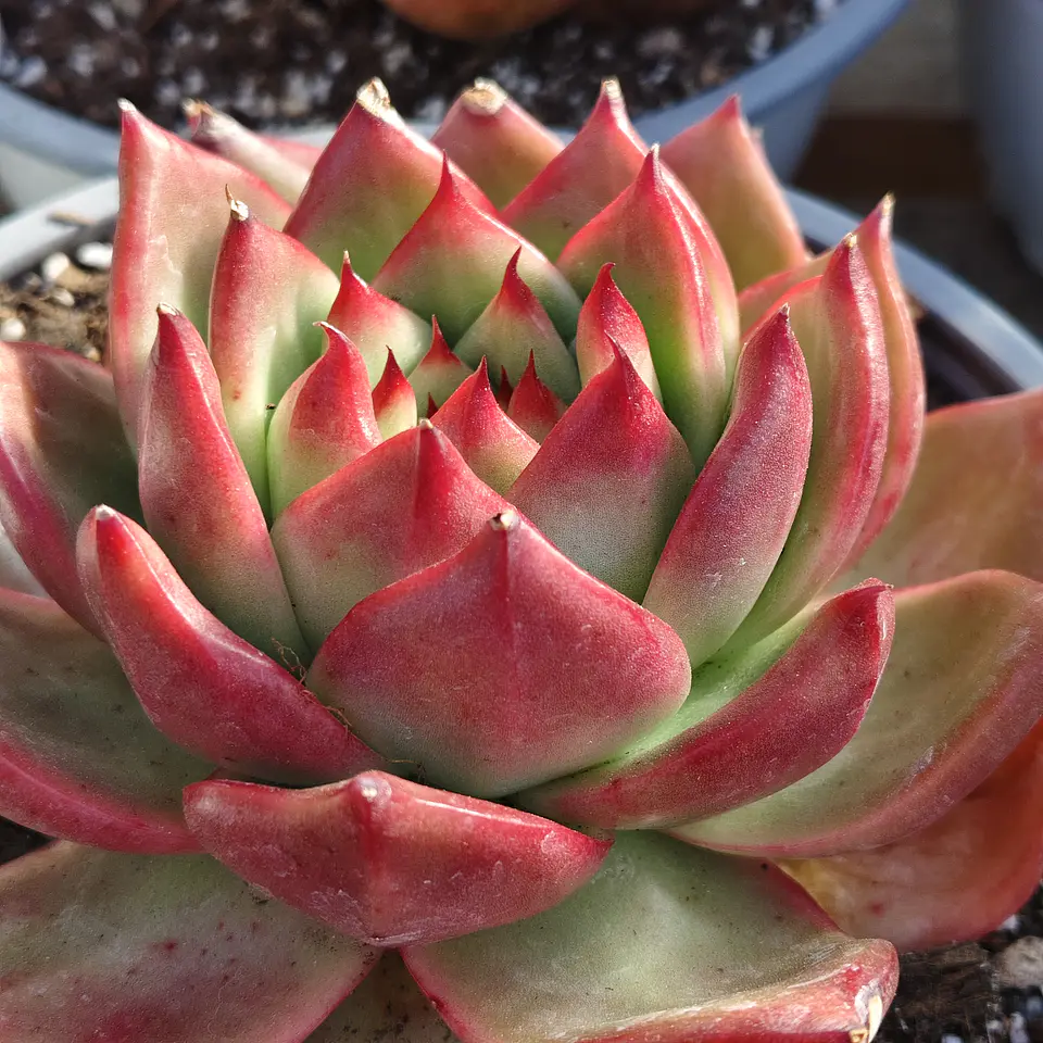 Echeveria Scarlet 4