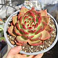 Echeveria Scarlet - Miniatura 2