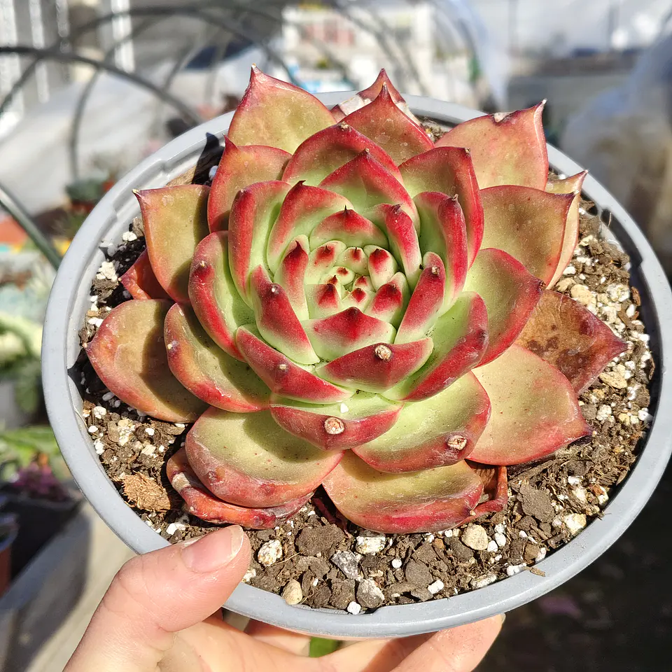 Echeveria Scarlet 2