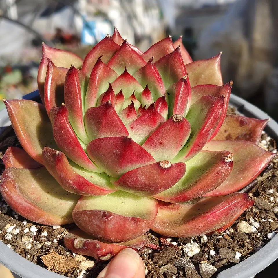 Echeveria Scarlet 5