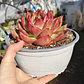Echeveria Scarlet - Miniatura 3
