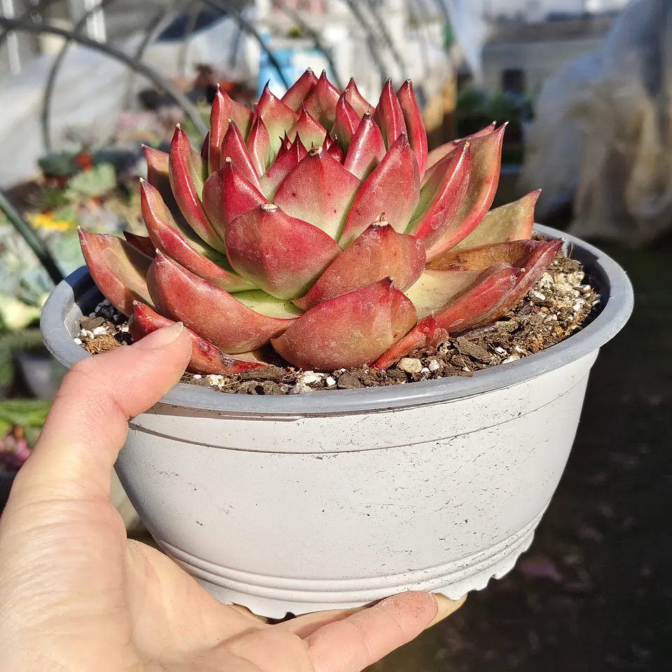 Echeveria Scarlet 3