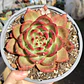 Echeveria Scarlet - Miniatura 1