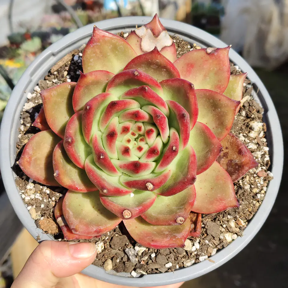 Echeveria Scarlet 1