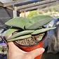 Crassula Falcata - Miniatura 3