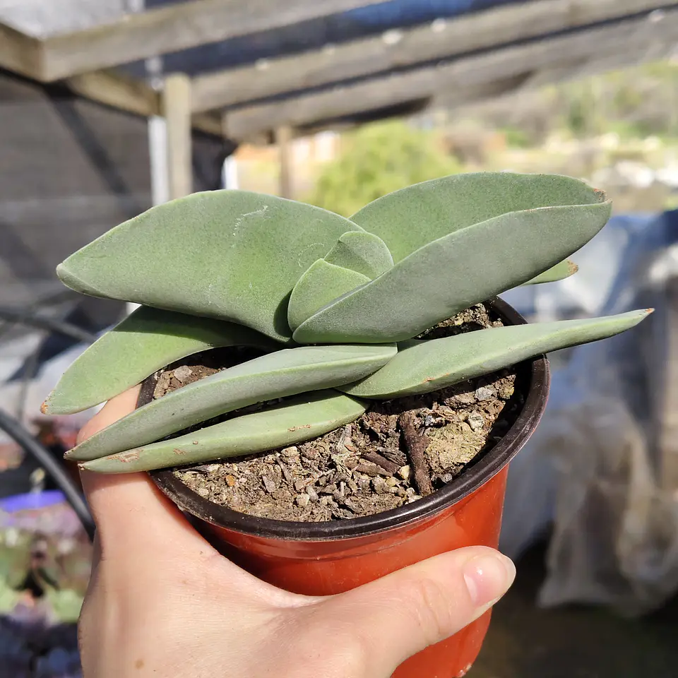 Crassula Falcata 2