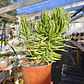 Senecio Barbertonicus  - Miniatura 7
