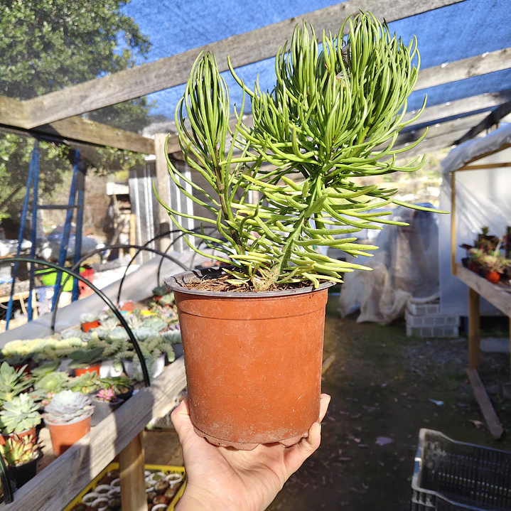Senecio Barbertonicus  3