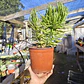 Senecio Barbertonicus  - Miniatura 3