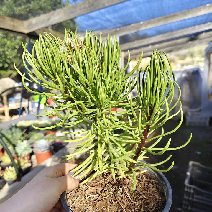 Senecio Barbertonicus  9