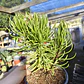 Senecio Barbertonicus  - Miniatura 9