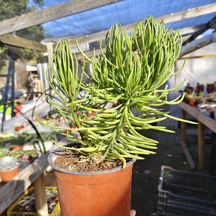 Senecio Barbertonicus  8