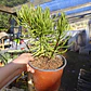 Senecio Barbertonicus  - Miniatura 5