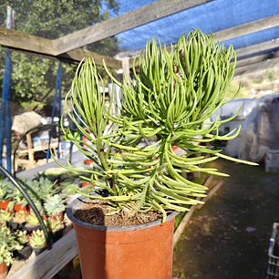 Senecio Barbertonicus 