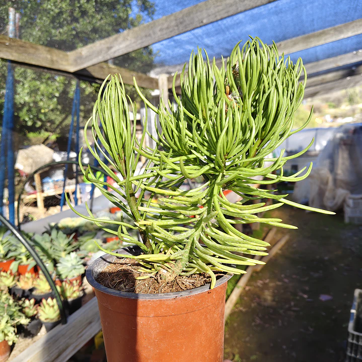 Senecio Barbertonicus  1