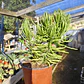 Senecio Barbertonicus  - Miniatura 1
