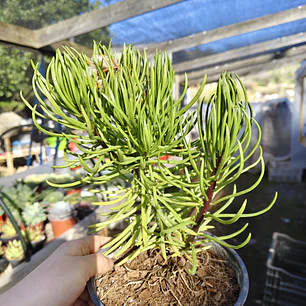 Senecio Barbertonicus 