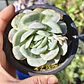 Echeveria Elegant Var. Giant  - Miniatura 1