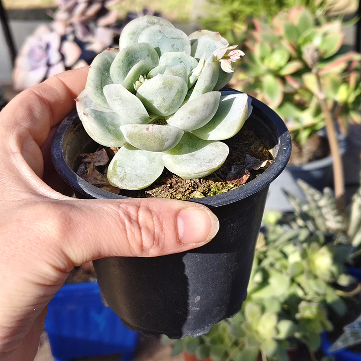 Echeveria Elegant Var. Giant  4