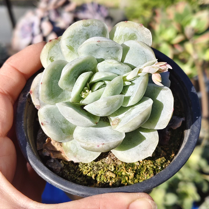 Echeveria Elegant Var. Giant  2