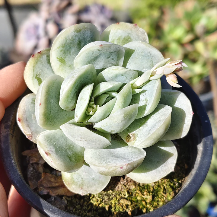 Echeveria Elegant Var. Giant  3