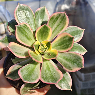 Aeonium Sunburst