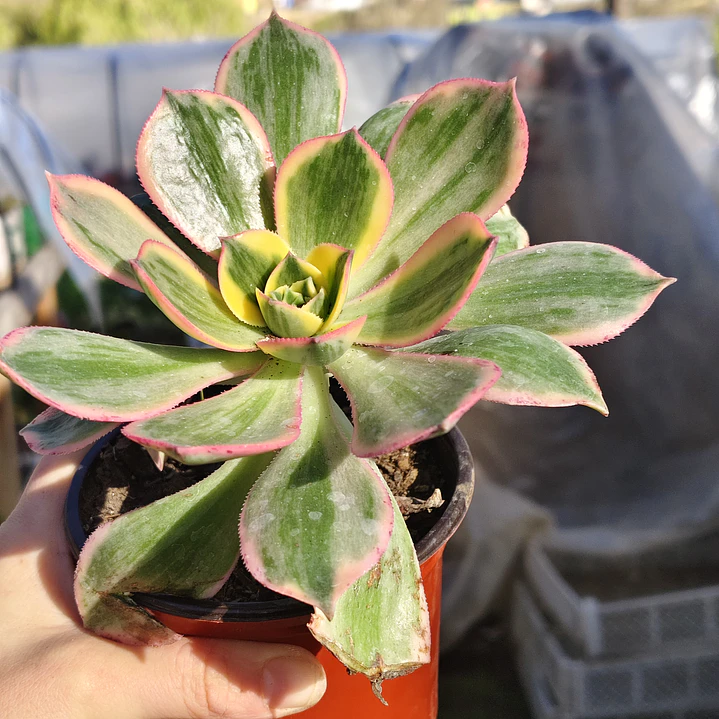 Aeonium Sunburst 3