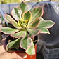 Aeonium Sunburst - Miniatura 3