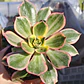 Aeonium Sunburst - Miniatura 1