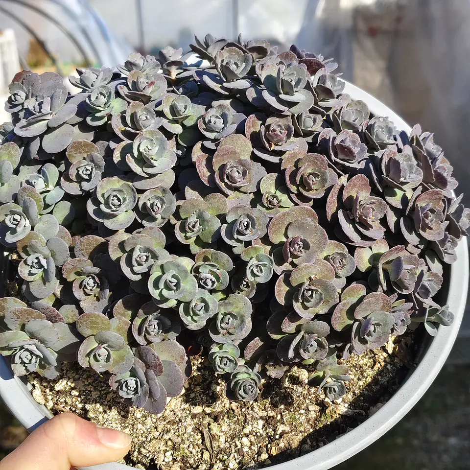 Sedum cherry tart 5