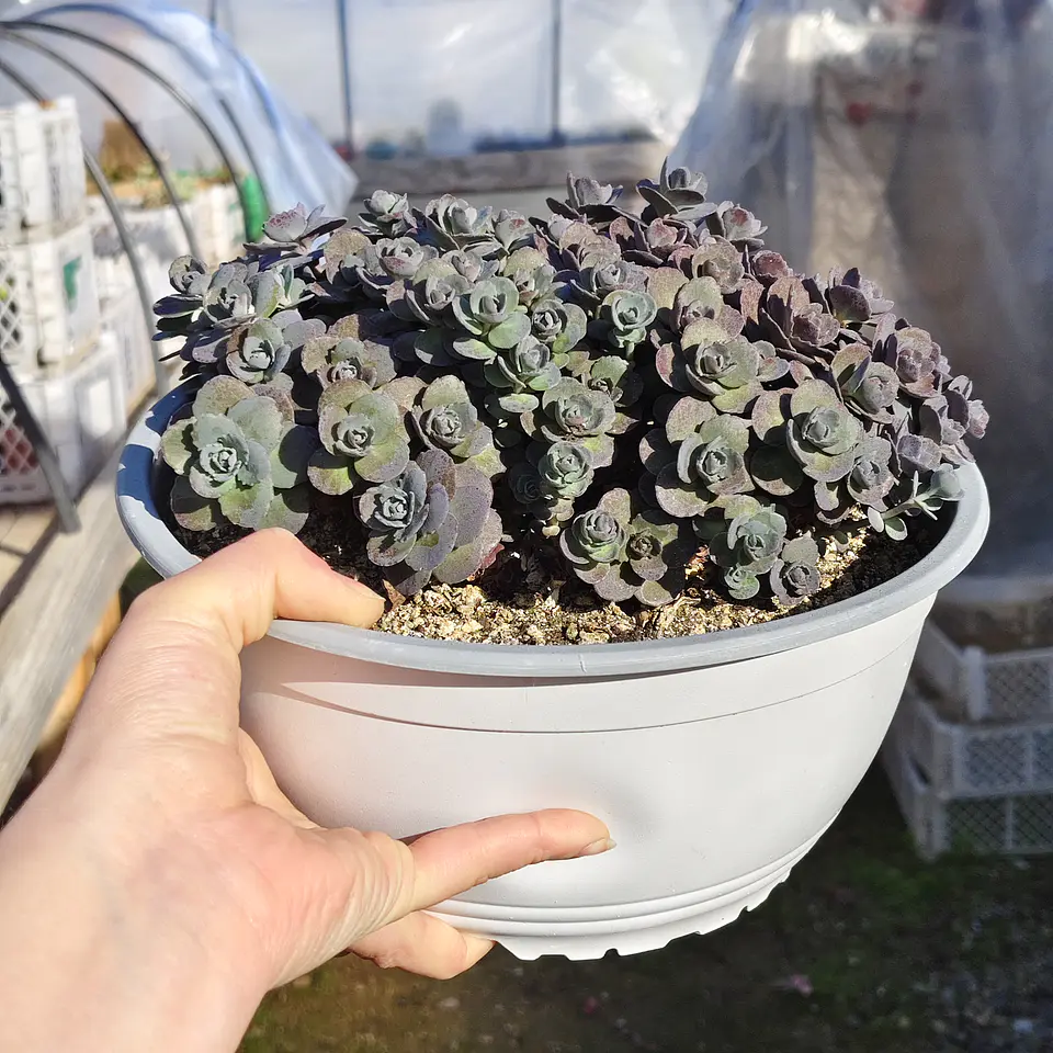 Sedum cherry tart 3