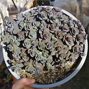 Sedum cherry tart