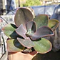Echeveria Gibbiflora Metallica  - Miniatura 1
