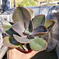 Echeveria Gibbiflora Metallica  - Miniatura 3