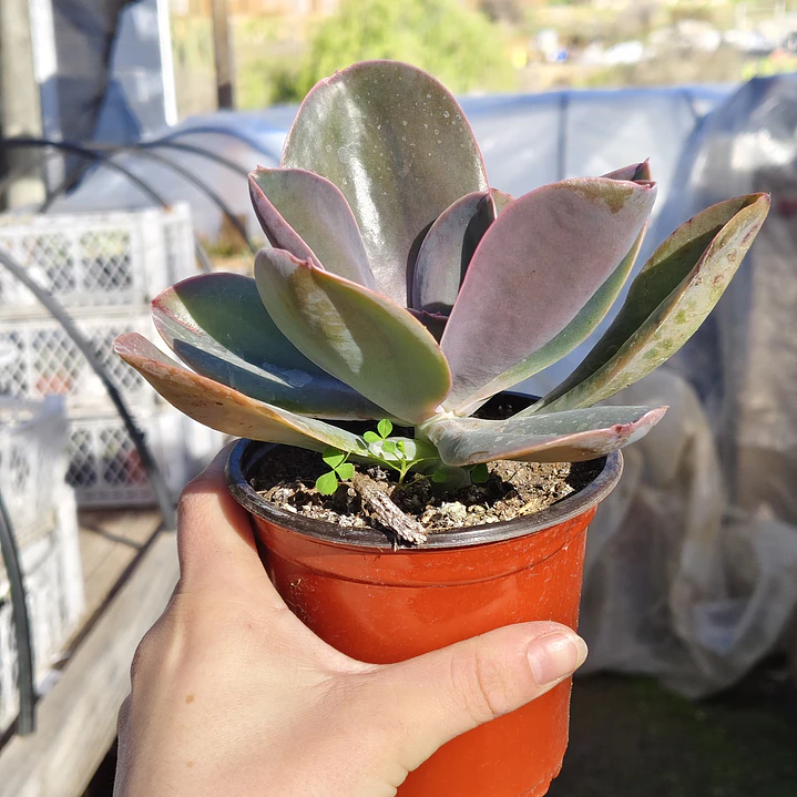 Echeveria Gibbiflora Metallica  2
