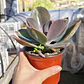 Echeveria Gibbiflora Metallica  - Miniatura 2