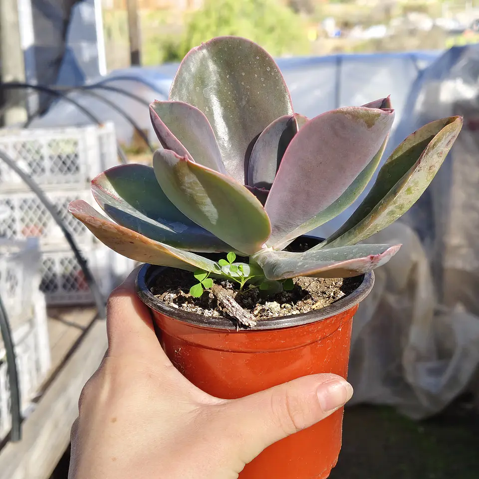 Echeveria Gibbiflora Metallica  2